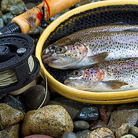 Buy canvas prints of Fly Reel and pole with trout in net  by Thomas Baker