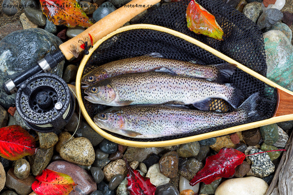 Autumn Trout Fishing  Picture Board by Thomas Baker