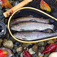 Buy canvas prints of Autumn Trout Fishing  by Thomas Baker
