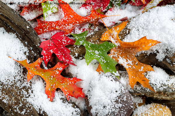 Early Snow during Autumn  Picture Board by Thomas Baker