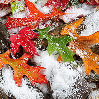 Buy canvas prints of Early Snow during Autumn  by Thomas Baker