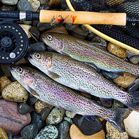 Buy canvas prints of Trout Fishing Success  by Thomas Baker