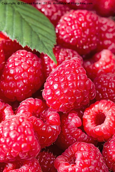 Fresh Raspberries up close  Picture Board by Thomas Baker