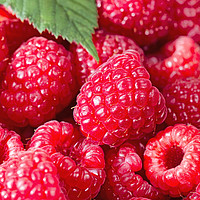Buy canvas prints of Fresh Raspberries up close  by Thomas Baker