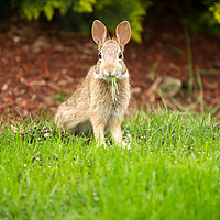 Buy canvas prints of Young Healthy Wild Rabbit eating fresh Grass from  by Thomas Baker