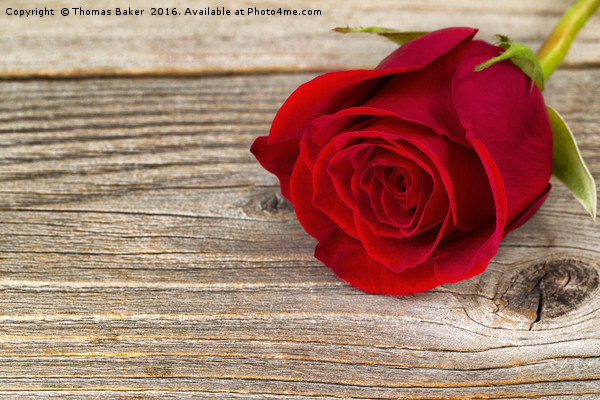 Single freshly cut red rose on rustic wood  Picture Board by Thomas Baker