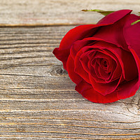 Buy canvas prints of Single freshly cut red rose on rustic wood  by Thomas Baker