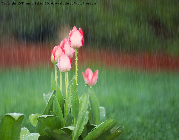 Blooming Flowers in Springtime Rain  Picture Board by Thomas Baker