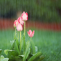 Buy canvas prints of Blooming Flowers in Springtime Rain  by Thomas Baker
