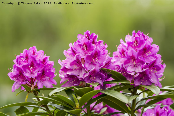 Washington State Coast Rhododendron Flower in full Picture Board by Thomas Baker