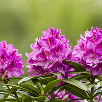 Buy canvas prints of Washington State Coast Rhododendron Flower in full by Thomas Baker