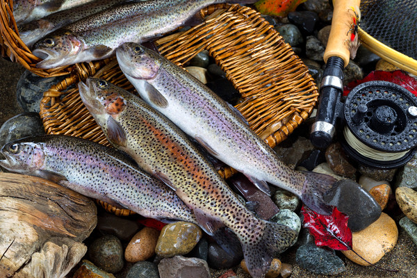 Trout Spilling out of Creel Picture Board by Thomas Baker