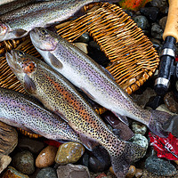 Buy canvas prints of Trout Spilling out of Creel by Thomas Baker