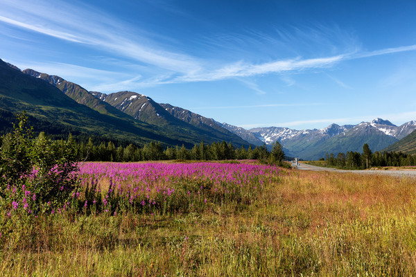 Wild flowers with mountains and forest in backgrou Picture Board by Thomas Baker