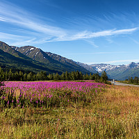 Buy canvas prints of Wild flowers with mountains and forest in backgrou by Thomas Baker