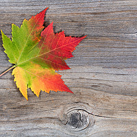 Buy canvas prints of Single vibrant autumn maple leaf on rustic wood  by Thomas Baker