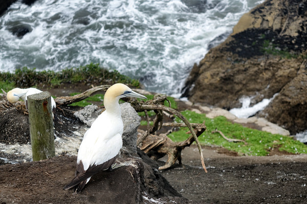 Adult gannet sitting on cliff of Pacific Ocean  Picture Board by Thomas Baker
