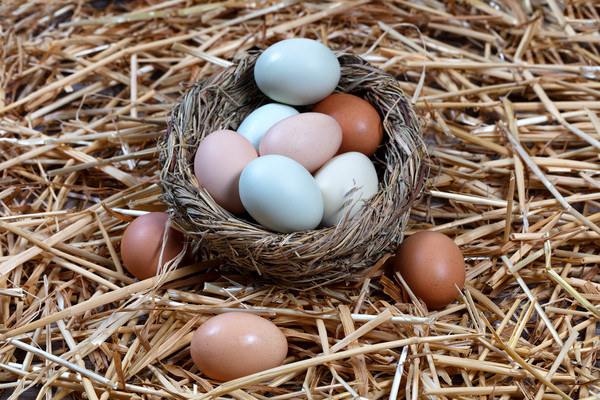 Naturally colorful eggs in bird nest for Easter ho Picture Board by Thomas Baker