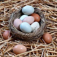 Buy canvas prints of Naturally colorful eggs in bird nest for Easter ho by Thomas Baker