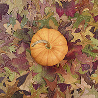 Buy canvas prints of Real pumpkin surrounded with fading Autumn foliage by Thomas Baker