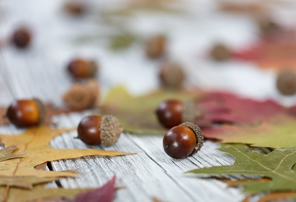 Autumn acorn background  Picture Board by Thomas Baker