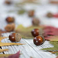 Buy canvas prints of Autumn acorn background  by Thomas Baker