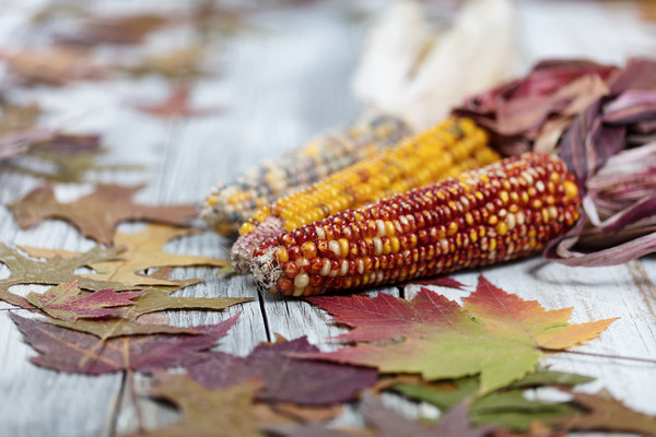 Autumn corn background  Picture Board by Thomas Baker