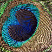 Buy canvas prints of Peacock bird feather background  by Thomas Baker