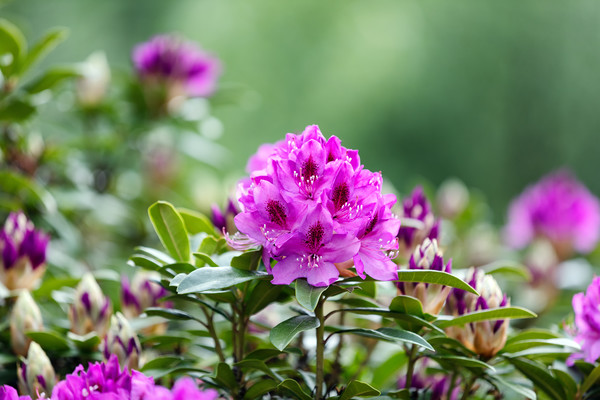 Blooming Rhododendron flowers with bokeh green bac Picture Board by Thomas Baker