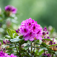 Buy canvas prints of Blooming Rhododendron flowers with bokeh green bac by Thomas Baker