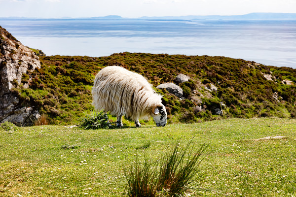 Mature sheep grazing in field near ocean  Picture Board by Thomas Baker