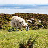 Buy canvas prints of Mature sheep grazing in field near ocean  by Thomas Baker