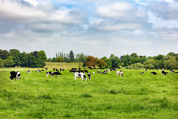 Dairy cows grazing in open grass field of farm  Picture Board by Thomas Baker