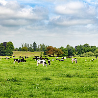 Buy canvas prints of Dairy cows grazing in open grass field of farm  by Thomas Baker