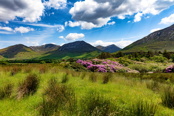 Ireland countryside with green grass and hills  Picture Board by Thomas Baker