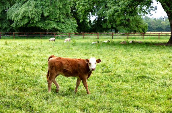 Young cow eating grass while looking forward  Picture Board by Thomas Baker