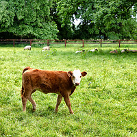 Buy canvas prints of Young cow eating grass while looking forward  by Thomas Baker