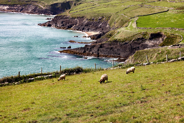 The essence of Ireland with sheep and green pastur Picture Board by Thomas Baker