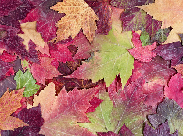 Autumn rustic colorful maple leaves background  Picture Board by Thomas Baker