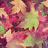 Buy canvas prints of Autumn rustic colorful maple leaves background  by Thomas Baker
