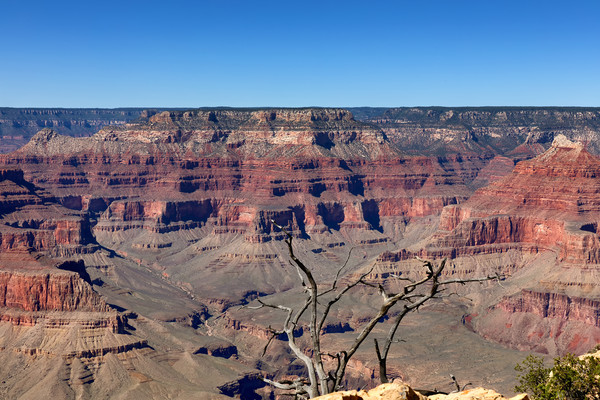 Scenic view of Grand Canyon with dead tree in fore Picture Board by Thomas Baker