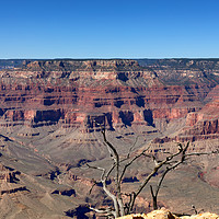 Buy canvas prints of Scenic view of Grand Canyon with dead tree in fore by Thomas Baker