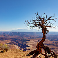 Buy canvas prints of Deep erosion in the Grand Canyon with dead tree in by Thomas Baker