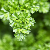 Buy canvas prints of Close up of fresh parsley ready to harvest by Thomas Baker