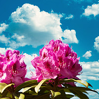 Buy canvas prints of Washington State Native rhododendron flower starti by Thomas Baker
