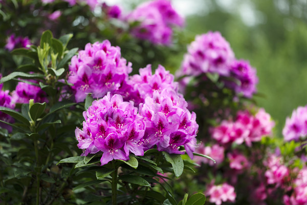 Rhododendron flowers in full bloom during springti Picture Board by Thomas Baker