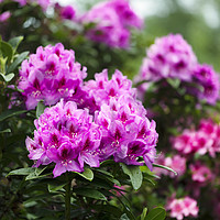 Buy canvas prints of Rhododendron flowers in full bloom during springti by Thomas Baker