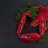 Buy canvas prints of Whole red lobster with fresh parsley on slate ston by Thomas Baker