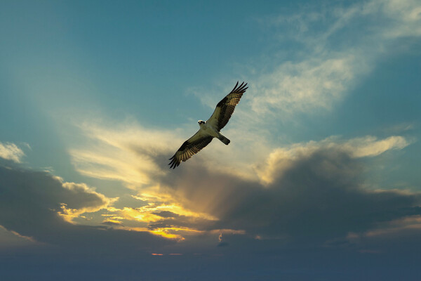 Osprey bird soaring high in evening sky looking fo Picture Board by Thomas Baker