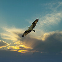Buy canvas prints of Osprey bird soaring high in evening sky looking fo by Thomas Baker